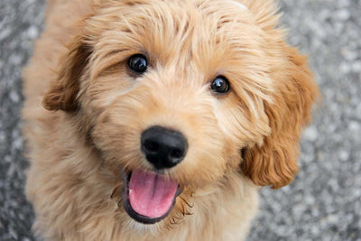 Goldendoodle Rescues: How to Find the Best Doodle Rescue